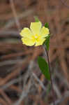 Carolina frostweed